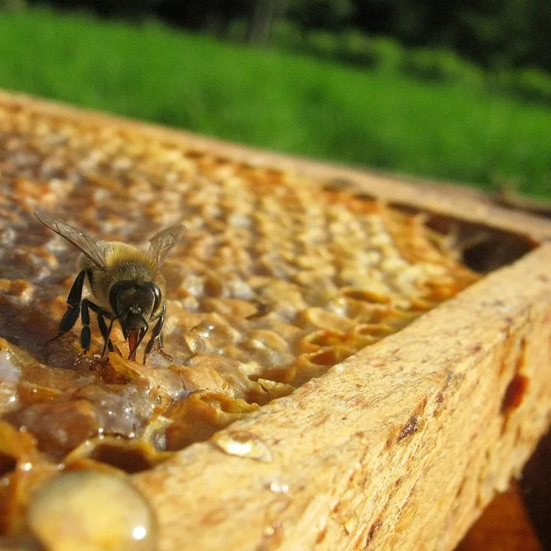 Honeybee perched on a honeycomb inside a wooden hive frame with a green background behind it.